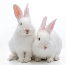 NEW-ZEALAND-WHITE-RABBITS