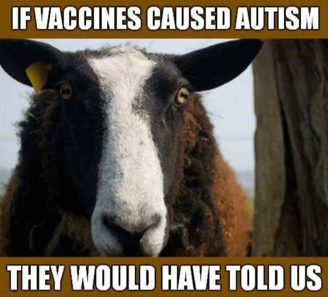 vax sheep
